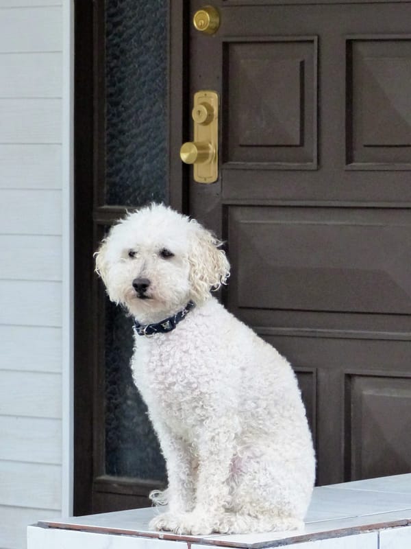 A white dog, possibly a toy poodle/mix, sitting patiently to the side of the front door.